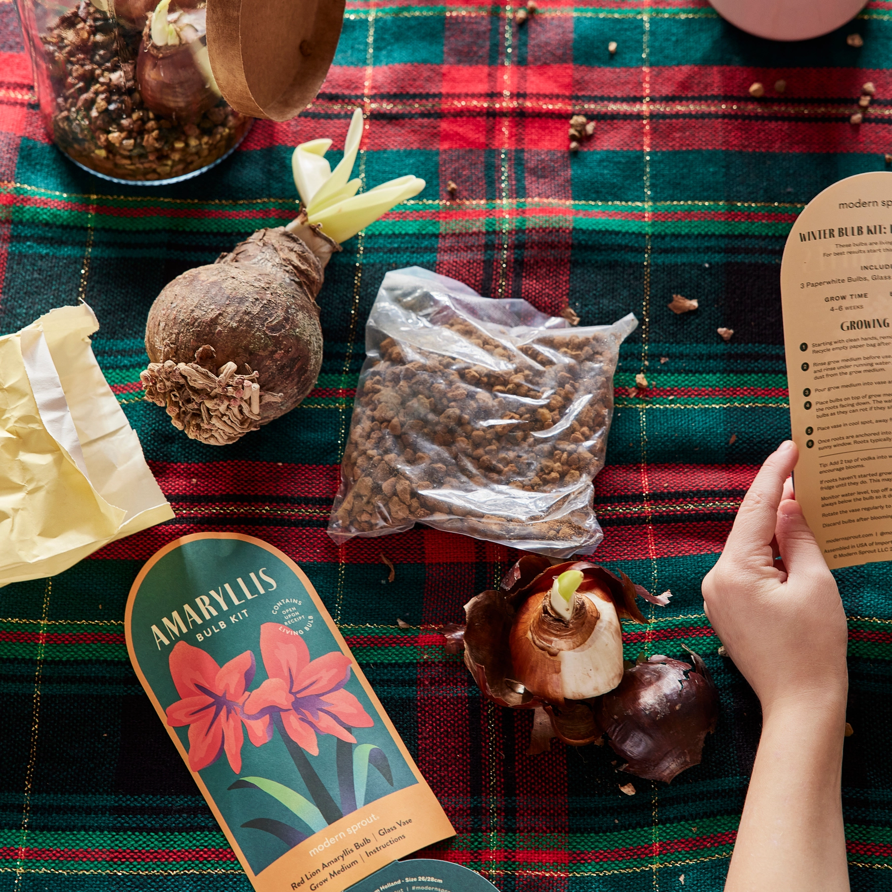 The Winter Bulb Kit - Image 2